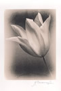 Kavenagh Untitled, nd, (Tulip)